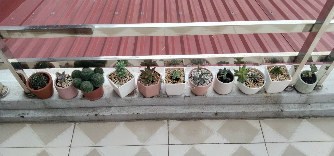 Ứng Dụng Của Đá Bọt Trồng Cây