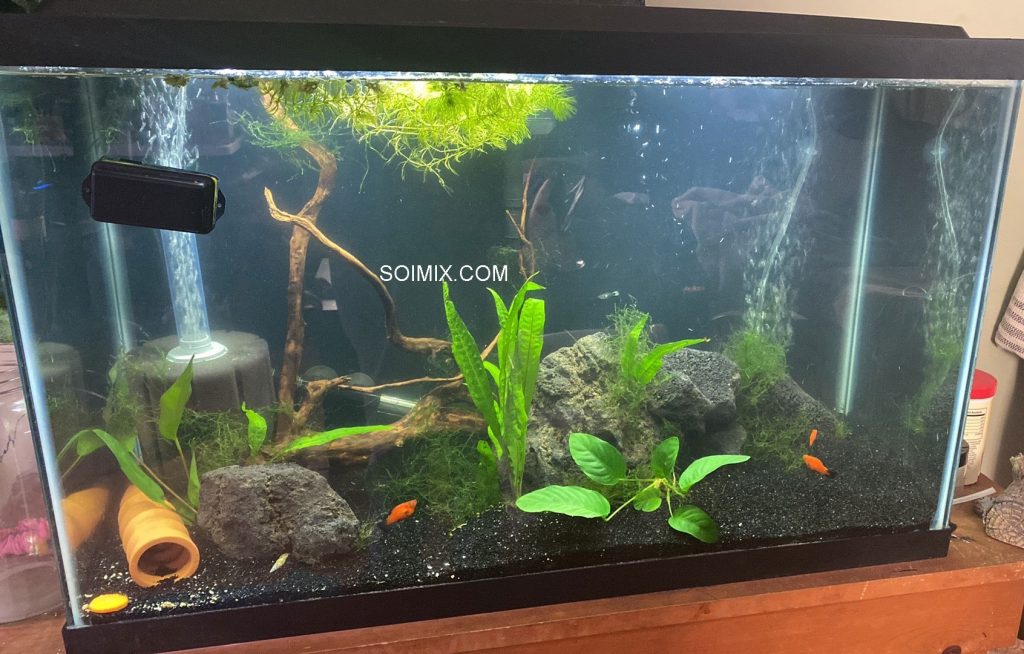 da nham thach den thuy sinh