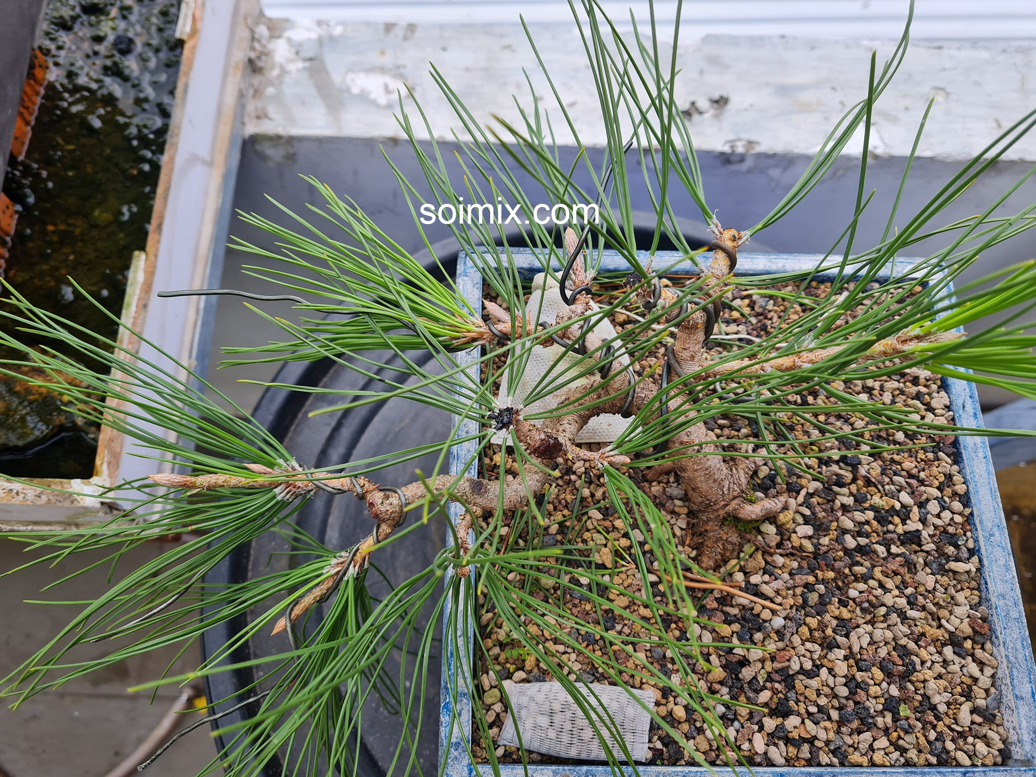 trồng cây thông đen Nhật Bản