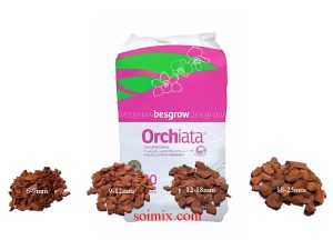 Vỏ thông ORCHIATA