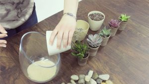 Trồng sen đá bằng cát